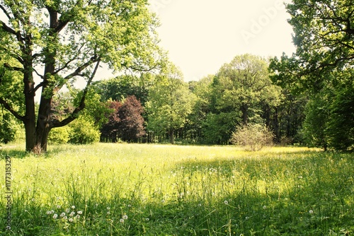 Fototapeta Naklejka Na Ścianę i Meble -  A sun-drenched meadow with tall grass and wildflowers. Close-up of a grassy field with a tree in the background. A minimalist landscape featuring a meadow and trees. Concept of nature at summer.