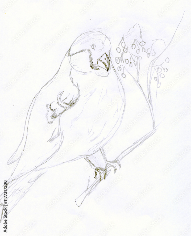 Hand drawn pencil sketch of a bullfinch bird perched on a rowan branch, on the white paper. Ideal for nature-themed and seasonal projects, the sketch radiates serenity and natural elegance. Hand drawn pencil sketch of a bullfinch bird perched on a rowan branch, on the white paper. Ideal for nature-themed and seasonal projects, the sketch radiates serenity and natural elegance.