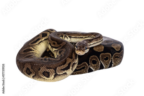 Two morphs of Ball Python aka Python Regius, tangled up and living as friend. Isolated cutout on a transparent background.