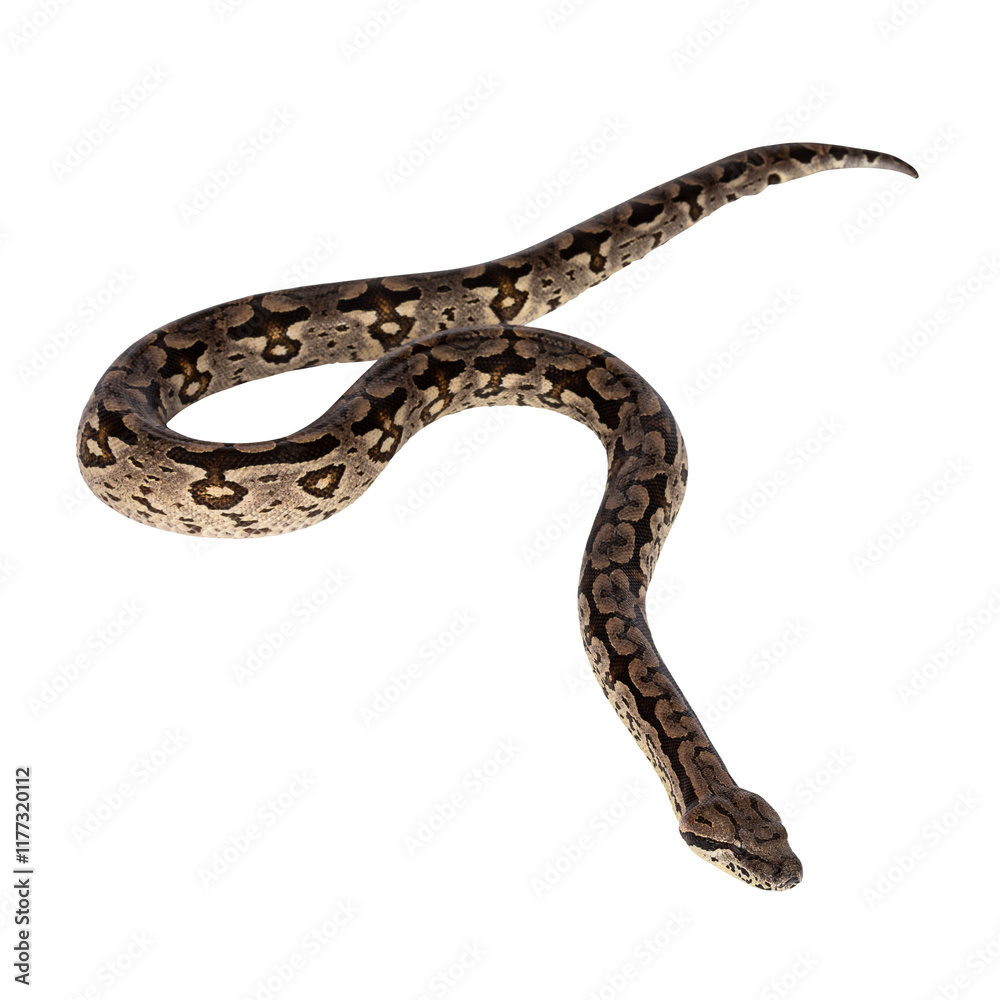 Obraz premium Full body shot of a Boa snake in movement. Isolated cutout on a transparent background.