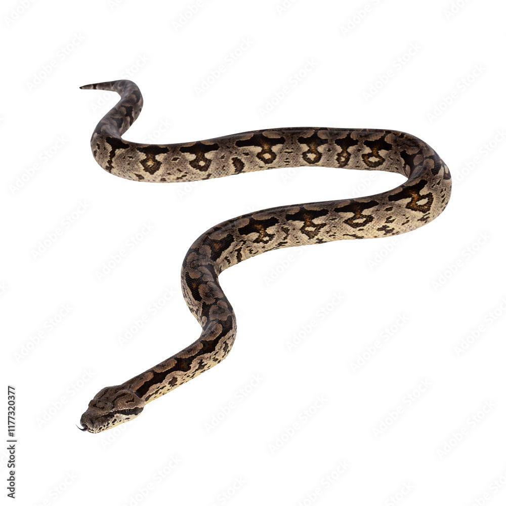 Full body shot of a Boa snake in movement. Isolated cutout on a transparent background. Full body shot of a Boa snake in movement. Isolated cutout on a transparent background.