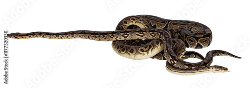 3 snakes; 2 Ball Python and a Boa, tangled up and living like friends. Isolated cutout on a transparent background. photo