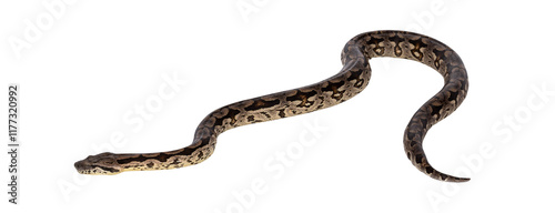 Full body shot of a Boa snake in movement. Isolated cutout on a transparent background. photo