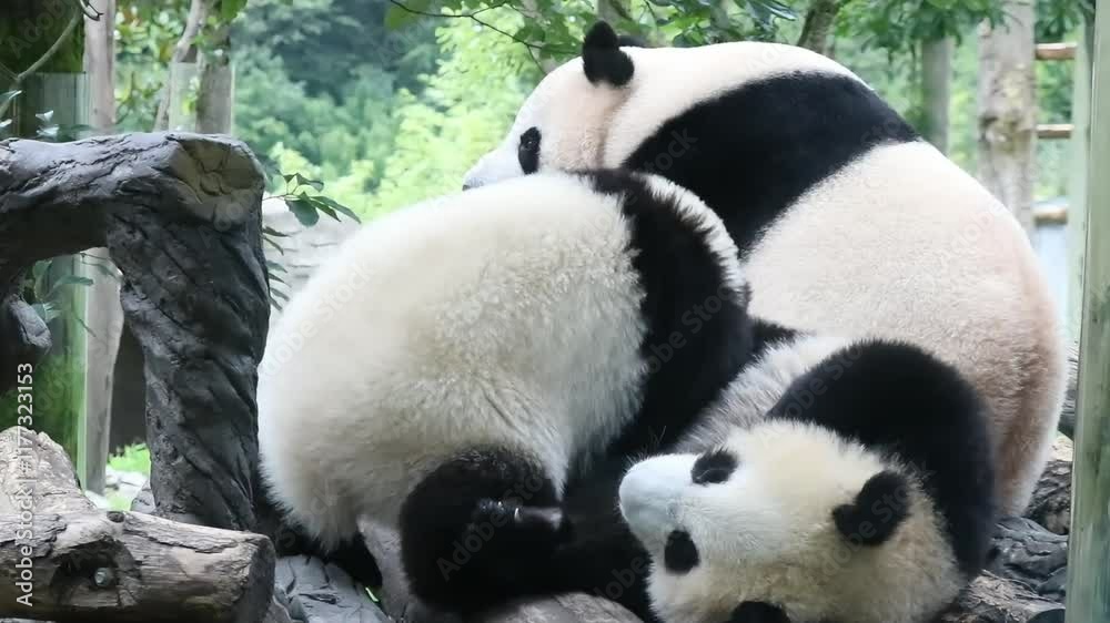 Precious Moment of Mother Panda and her Cubbies Precious Moment of Mother Panda and her Cubbies