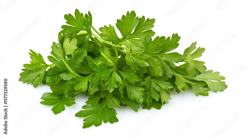 Freshly picked parsley herb leaves against a clean white background Freshly picked parsley herb leaves against a clean white background