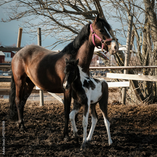 horse wih foal on farm