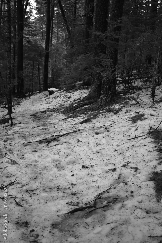 Fototapeta premium Parc Appalaches 24 Décembre Au 2 Janvier 2025 N&B