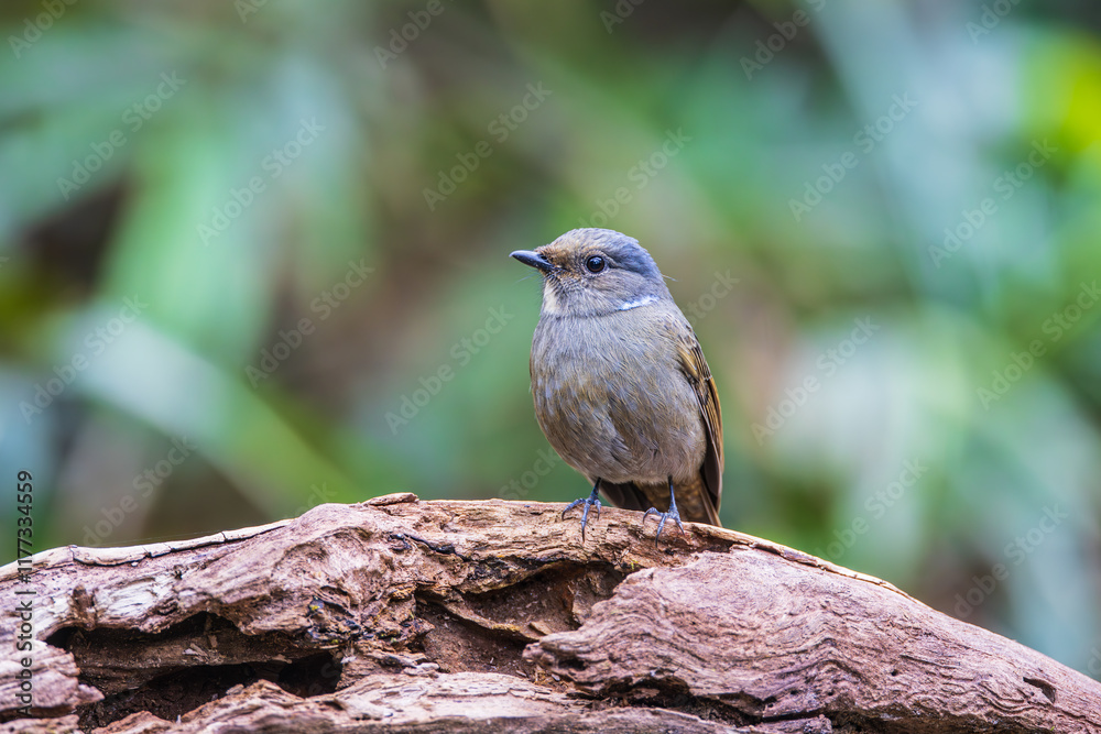 Niltava grandis,(female), on the tree branch. Niltava grandis,(female), on the tree branch.