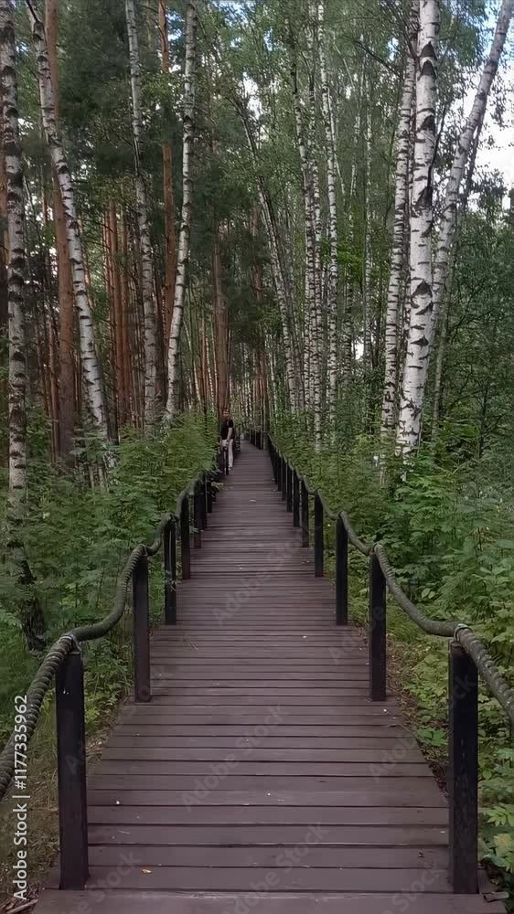 endless forest path fading into the distance nature walks park forest endless forest path fading into the distance nature walks park forest