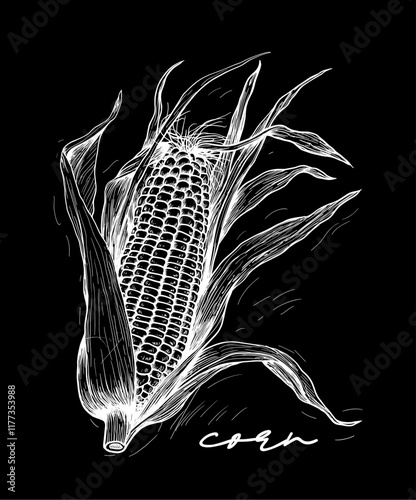 Corn hand drawn black and white vector hand drawn black and white vector illustration