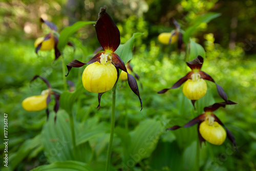 Gelber Frauenschuh, Cypripedium calceolus Orchidee auf der Schwäbischen Alb. photo