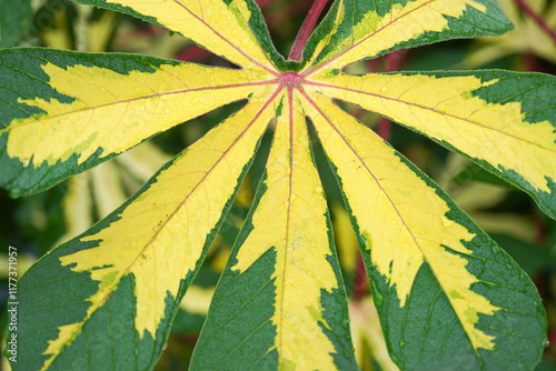 Close up photo of variegated cassava leaves with morning dew and raindrops on leaf surface, natural lights. photo