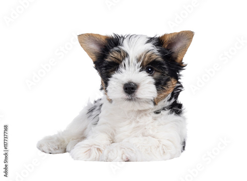 Very cute Biewer Terrier dog pup, laying facing front. Looking straight to camera. Isolated cutout on a transparent background. photo