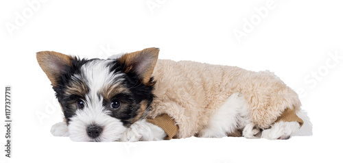 Very cute Biewer Terrier dog pup, laying side ways wearing beige fake fur body suit. Looking straight to camera. Isolated cutout on a transparent background. photo