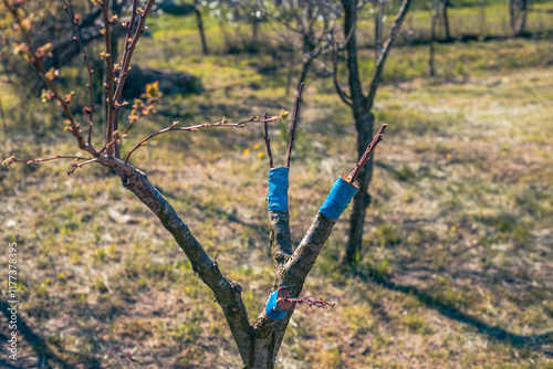 Grafted apricot tree onto plum using the cleft method. Scion and rootstock, agrotechnical measures