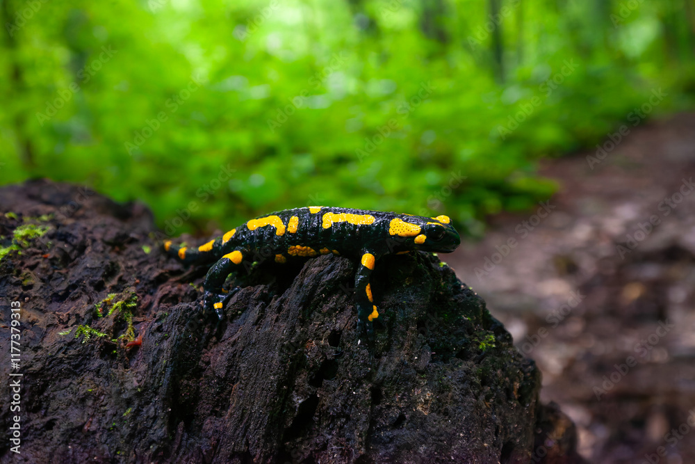 Feuersalamander auf dem Weg zu den Autalwasserfällen Bad Überkingen, Schwäbische Alb.