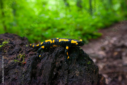 Feuersalamander auf dem Weg zu den Autalwasserfällen Bad Überkingen, Schwäbische Alb. photo