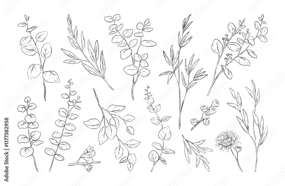 Outline eucalyptus. Australian line flowers, flora branch or hand drawn tree leaf, australia tea plant seed. Garden herbs stems. Isolated decorative elegant branches. Vector illustration