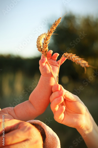 Baby hand holding wheat bunch closeup
