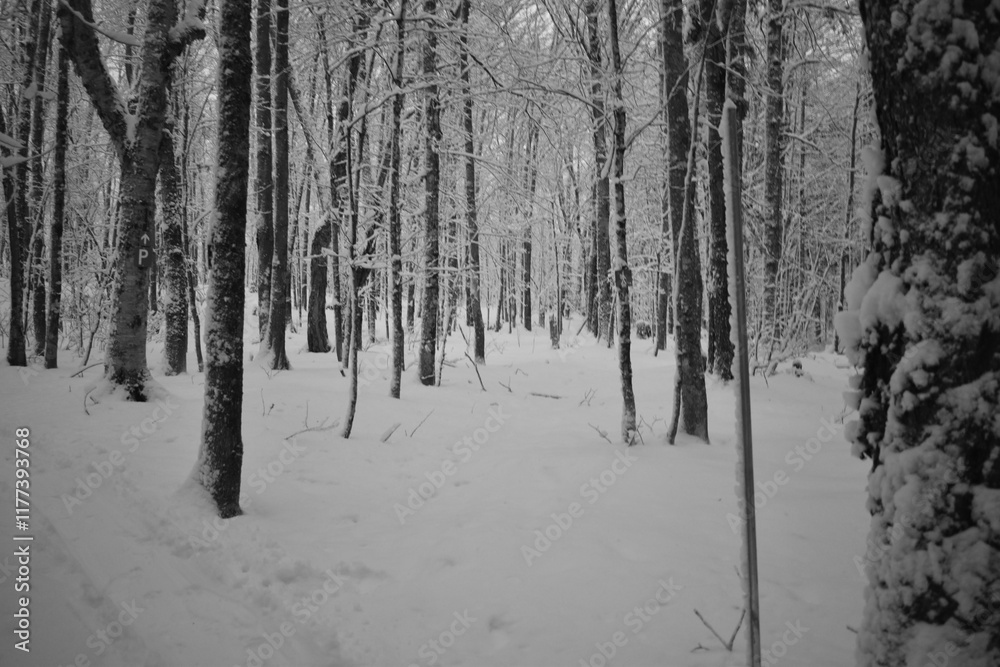 Parc Appalaches 24 Décembre Au 2 Janvier 2025 N&B
