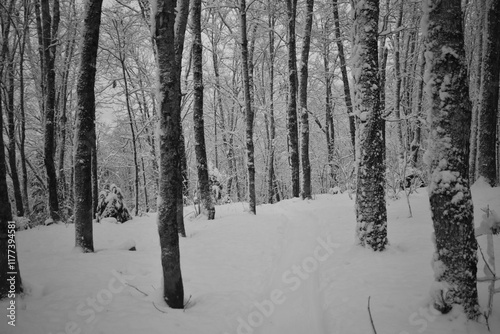 Obraz na płótnie Parc Appalaches 24 Décembre Au 2 Janvier 2025 N&B w salonie