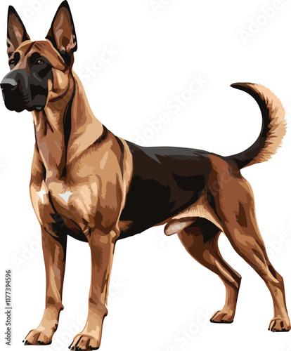 Belgian Malinois dog vector illustration white background