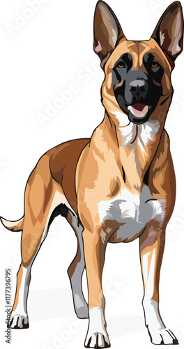 Belgian Malinois dog vector illustration white background