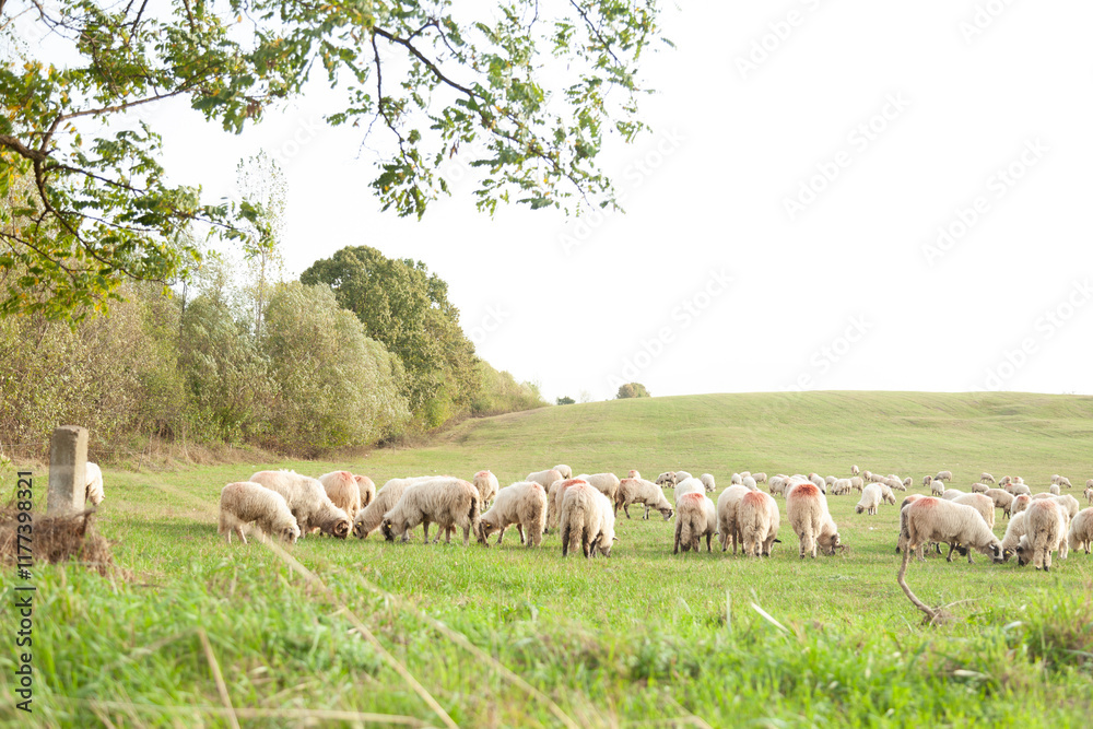 A flock of sheep grazes peacefully in a lush green pasture, under a partly cloudy sky. Tranquil rural scene. A flock of sheep grazes peacefully in a lush green pasture, under a partly cloudy sky. Tranquil rural scene.