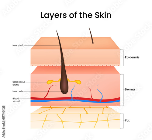 Diagram of human skin layers