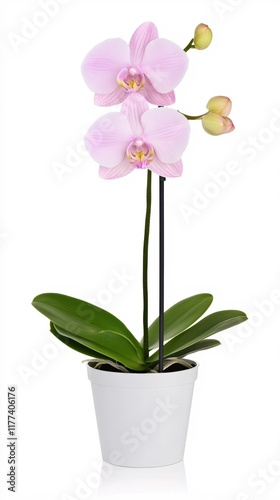 Elegant Pink Orchid Plant in White Pot with Green Leaves and Budding Flowers