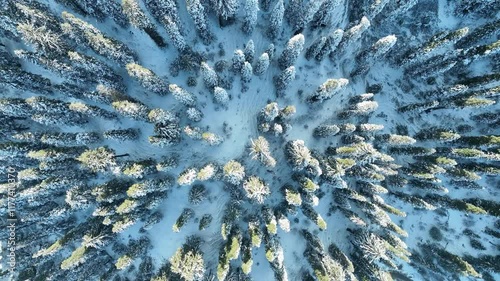 Snow-Covered Trees from Above