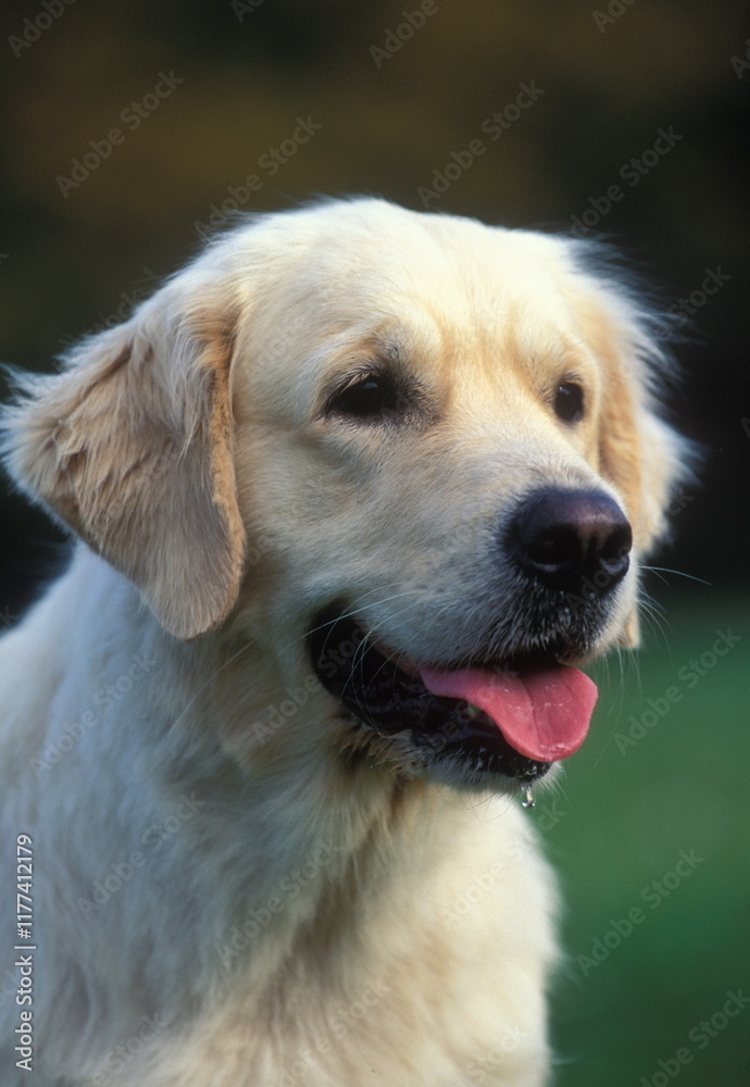 Golden retreiver