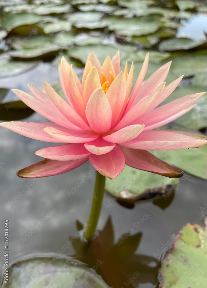 Nymphaea Colorado Water Lily Lotus Nymphaea Colorado Water Lily Lotus