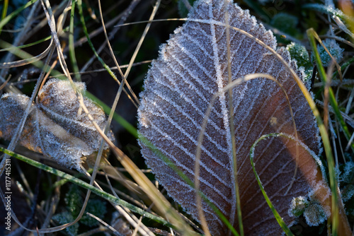 Close-up of a dry ash leaf covered with gentle ice crystals.