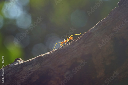 Large red ant standing on tree trunk. Red ant climbing on tree in tropical rainforest showcases its vibrant color and unique features.