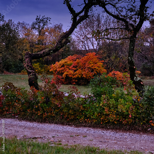 Beyond a country road, a red smoke tree emerges from the forest. photo