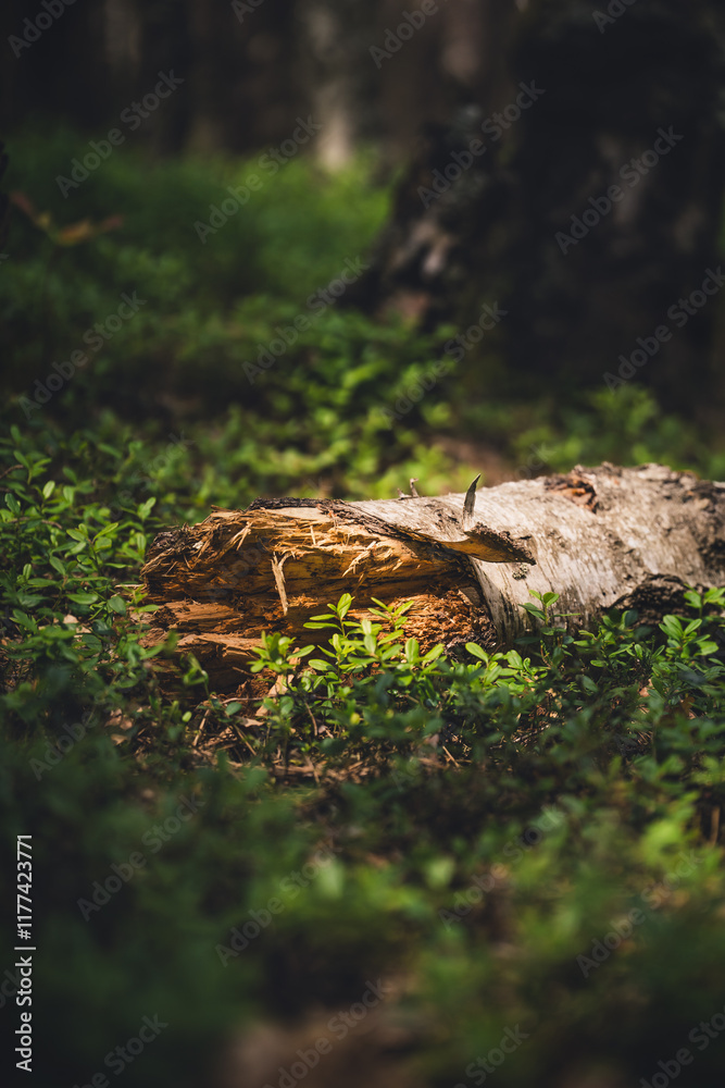 Obraz premium Powalony pień drzewa leżący w lesie