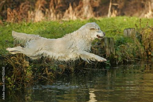 GOLDEN RETRIVIER