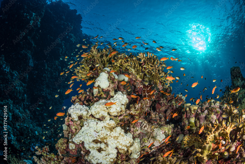Obraz premium Anthias on the Umm Aruk divesite, Red Sea, Egypt