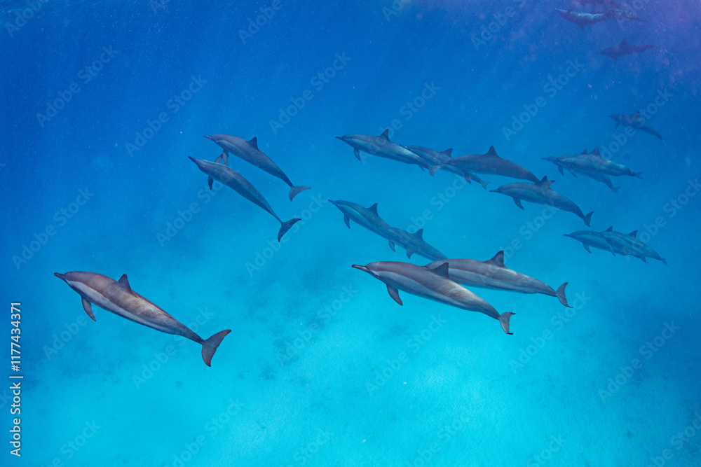 Obraz premium spinner dolphins (Stenella longirostris) in the Red Sea, Egypt