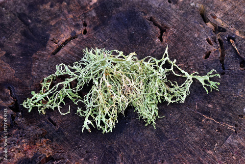 A fruticulose lichen fallen...