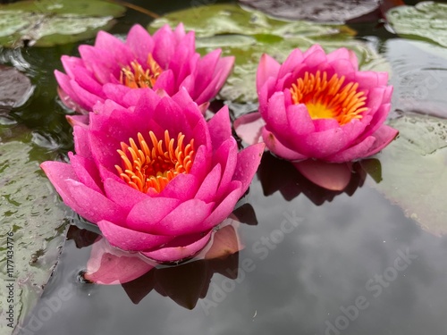 Nymphaea James Brydon Water Lily Lotus