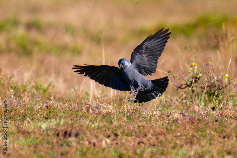 Fototapeta premium Dohlen im Herbst bei der Futtersuche 