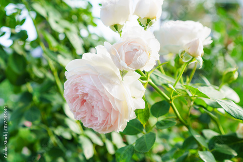 Fototapeta Naklejka Na Ścianę i Meble -  Beautiful white rose close up under sunlight with blurry green garden background. Blooming garden plant in park.