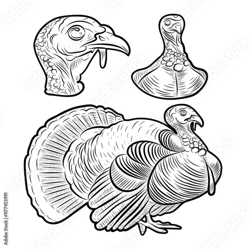 Sketch of a turkey. Different poses of a turkey. Vintage illustration. Element for label, packaging and postcard design. photo