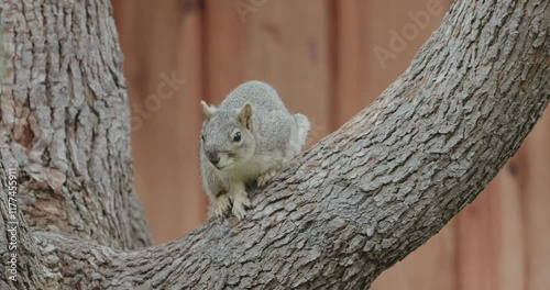 Fox squirrel on a tree branch looking out for danger  in front of a wood fence photo