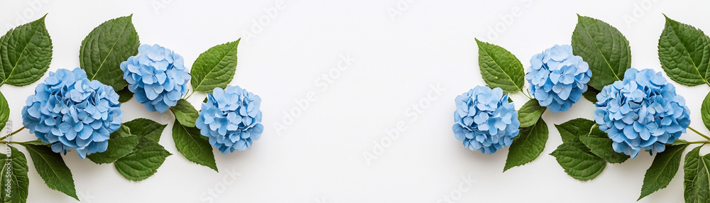 Blue hydrangeas with green leaves on white background, perfect for floral decor. Blue hydrangeas with green leaves on white background, perfect for floral decor.