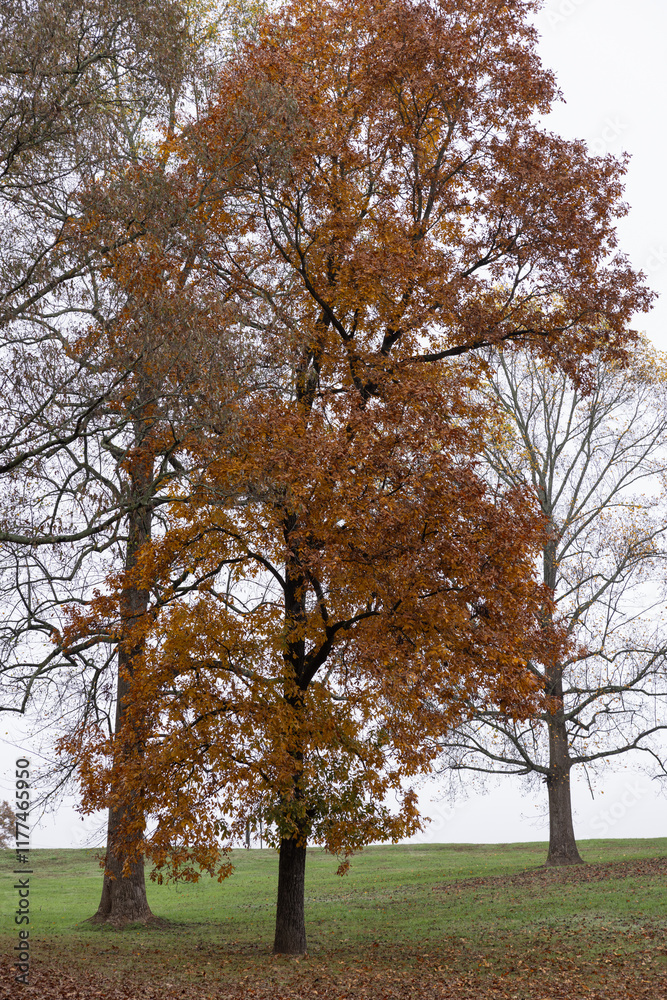 Fototapeta premium Autumn leaves