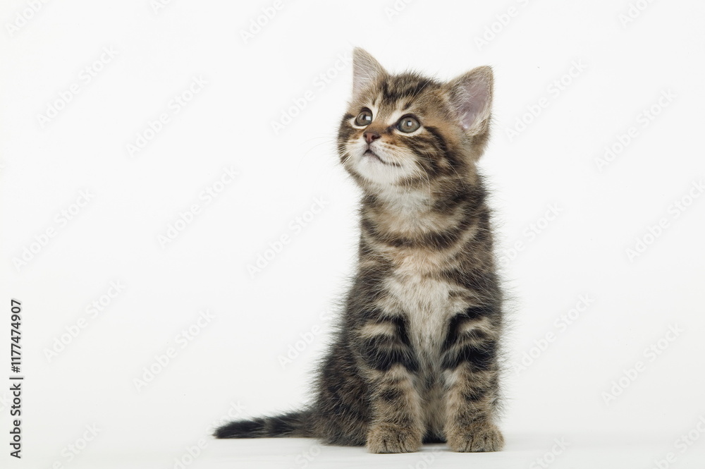 Obraz premium Chaton de gouttière