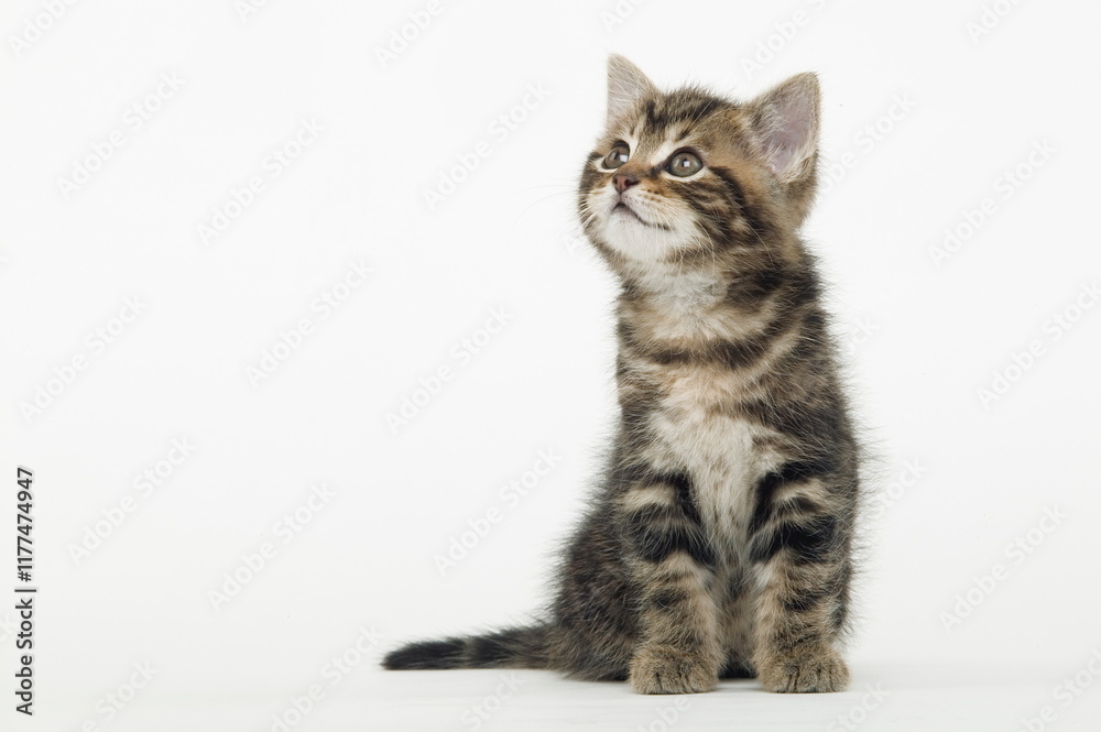 Obraz premium Chaton de gouttière